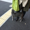 茗荷谷の猫