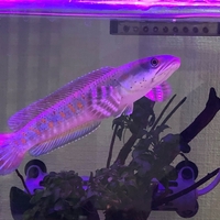 ABYのスネークヘッド図鑑※随時更新していきます！ - ABYの熱帯魚図鑑