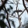 ボウシゲラ Great Slaty Woodpecker