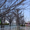 自転車で公園付近を一回り散策