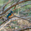 新年初撮りは野川公園でカワセミを探して野鳥散歩