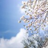 「散策日和＠吉祥寺（井の頭恩賜公園）＃８５_トトロと桜🌸とイエローバス🚌」_撮影特訓編