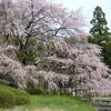 ことしの桜