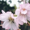 秋から楽しめる桜の魅力を堪能！ 京都の冬桜スポット巡り