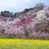 福島県・花見山公園-2017