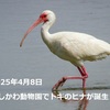 いしかわ動物園でトキのヒナ誕生！初めて自然ふ化した国の特別天然記念物
