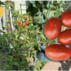 夏野菜　トマト07【初収穫】