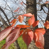 桜紅葉