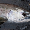 ベストシーズンは魚がスレる。