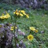 オニタビラコ、モリバッタ、シリケンイモリ