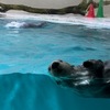 おっちょころぐ 247：人気スポット: 鳥羽水族館と多気VISONで素敵なひととき#弾丸旅行