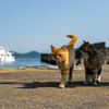 玄海諸島のねこさん