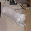 過去の写真より13