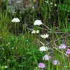珍しい白花レンゲソウ