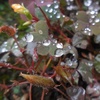 雨粒は天からの恵み