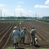 サツマイモの植え付け