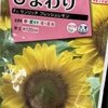 ひまわり、ついに発芽！春の陽気に背中を押されて
