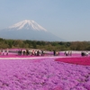 【2017富士芝桜まつり】ゴールデンウィークは世界遺産をバックに芝桜を見ませんか？