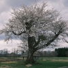 【大湯環状列石】ようやく桜が咲きました。