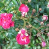 公園のバラ3