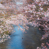 町田の桜・恩田川