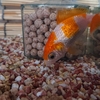 金魚の縮れたフン 水換え後のエサに注意