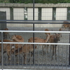 2008/08/12：40km　豊田安城自転車道（明治川神社）→R23→矢作川→岡崎→知立