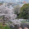 古都の桜に魅入られてー蹴上から南禅寺へ