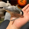 ちっちの羽が綺麗に…！！
