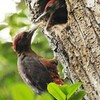 ノグチゲラせっせと　愛鳥週間、やんばるで繁殖期