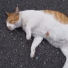 猫だんな日記  2023/8/28