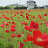 神原町花の会・花美原会 (12７ )  　住宅地に彩を生む花壇とポピー花畑