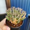 Euphorbia gamkensis の植え替えをしてみた (2019.7.29)