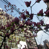 木蓮の花がある風景