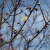 和の庭　越の梅（こしのうめ）の花が一輪咲きました。