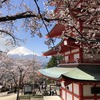 富士山麓に桜咲く！富士五湖・北口本宮冨士浅間神社・新倉山浅間公園