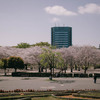 木場公園BBQ場の桜