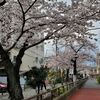 立会川緑道の桜2022