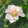 世羅高原農場のダリアたち （95）　～ 花はみんなをしあわせにする ～