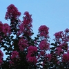 晩夏は紅色とともに