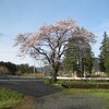 今日の桜