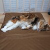 身に染みて女の大変さを実感しております