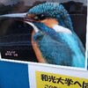 水鳥が遊んでる姿は見てるだけで楽しい😃💕