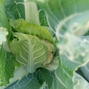 園芸のことなど