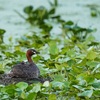 カイツブリ、ホオジロ、ハグロトンボ