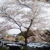 名谷あじさい公園の桜