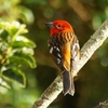 コスタリカ　サベグレ谷の野鳥たち