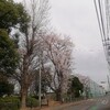 桜さくらサクラ　30参る