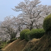 満開の桜を追いかけて…No.1