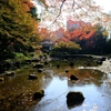 東京の紅葉（小石川後楽園）